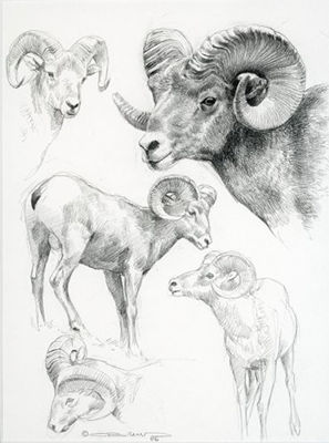 BIG HORN SHEEP