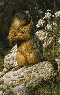 YELLOW BELLIED MARMOT