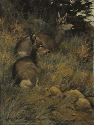 Mule Deer