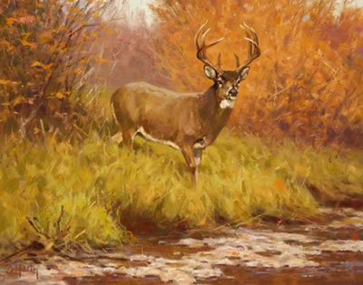 Whitetail Buck