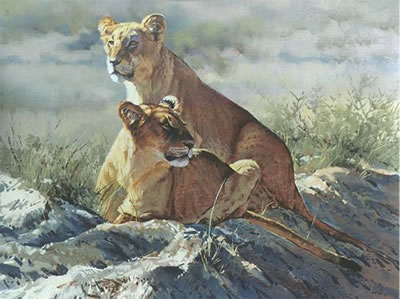 Kalahari Young Lions