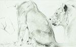 African Lions Study