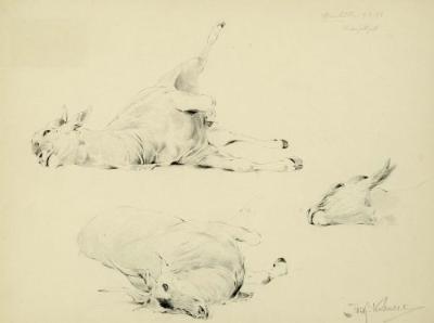 Eland Study