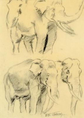 Elephants