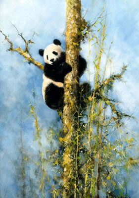 Panda in Tree