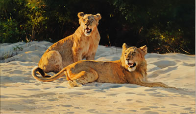 Morning Light, 1992