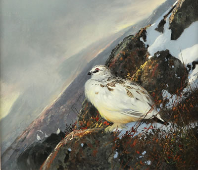 Rock Ptarmigan