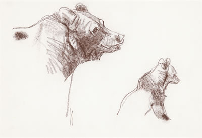 Grizzly Bear with Cub