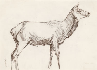 Cow Elk