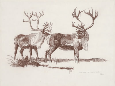 Caribou Pair