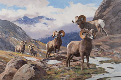 Untitled (Bighorn)