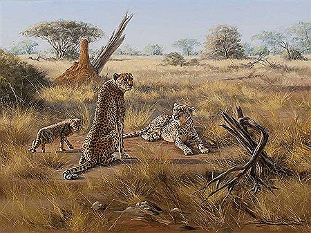 Cheetahs