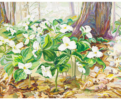 Trilliums in the North Woods
