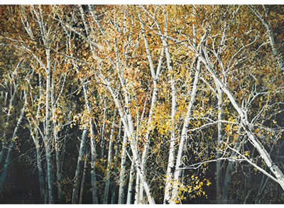 OCTOBER BIRCH