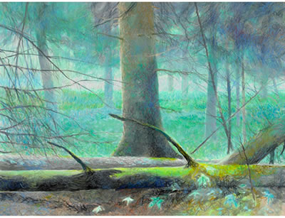 INFUSION - FOREST MORNING, FOOT HILLS