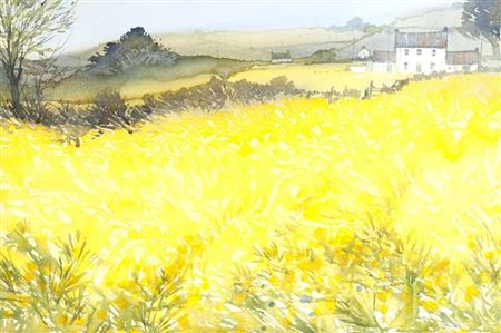 RAPESEED FIELD