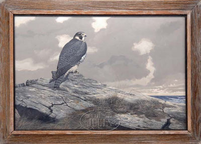 PEREGRINE FALCON