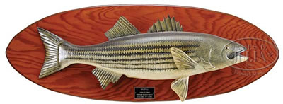 STRIPED BASS