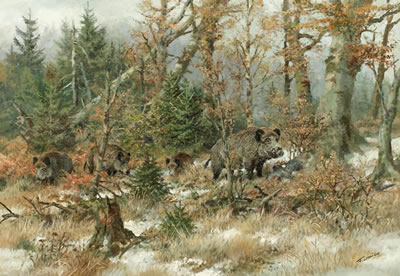Wildschweine