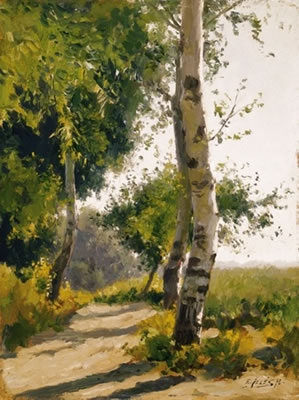 Birch trees in Sunshine