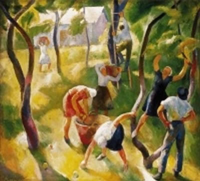 Grape Harvesting