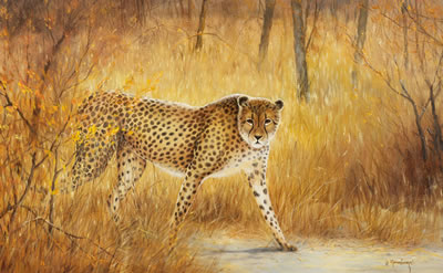 Schleichender Gepard in der Savanne