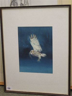 Little Owl
