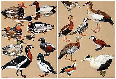 Sample artwork by Chloe Talbot Kelly (Born 1927), known for painting - View similar artists and auction records