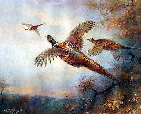 Pheasant in Flight