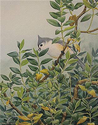 TUFTED TIT