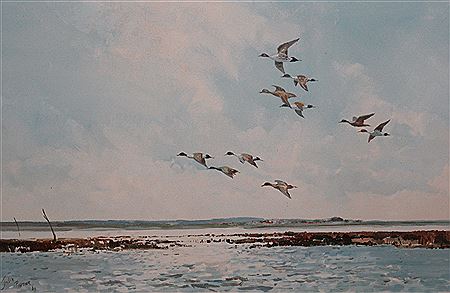 PINTAILS DOWNWIND, NEAR BURNHAM OVERY