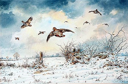 PARTRIDGE OVER FIELDS