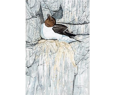 Razorbill, Cornerstone, Isle of Moy