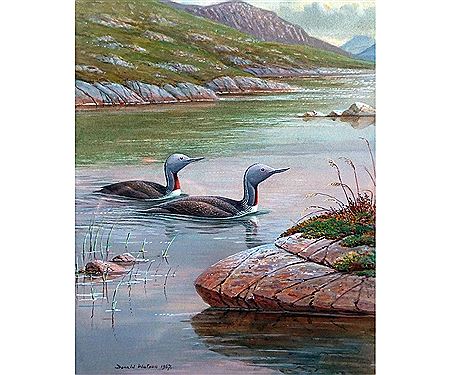 Red Throated Divers