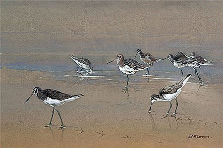 Greenshanks