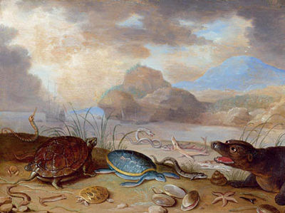 Marine life on the beach