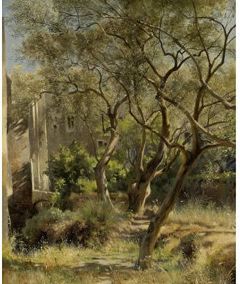 Olive trees