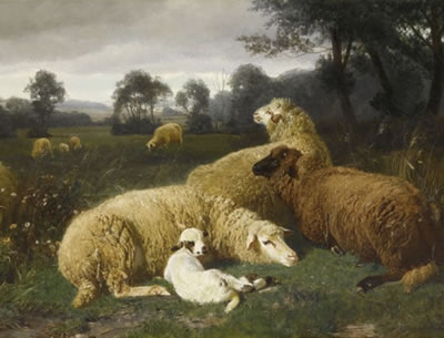 Reclining sheep