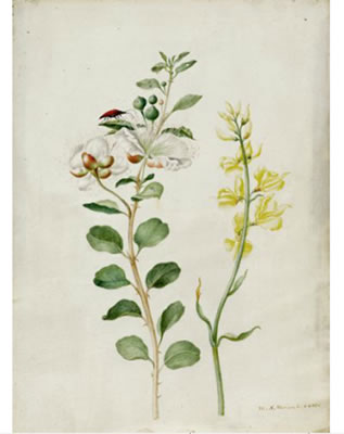 Botanical study with capers, gorse and beetles / Botanische Studie mit Kapernstrauch, Ginsterzweig und Käfer by Maria Sibylla Merian - Auction record, sale price, and art valuation. Compare with similar artists and explore comparable artworks.