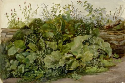 Study of a piece of turf. / Studie zu einem Rasenstück