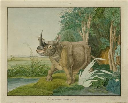Rhinoceros sinus. (Burchell), 1861.
