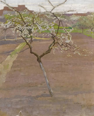 Fruit tree in blossom.