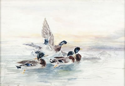Les canards