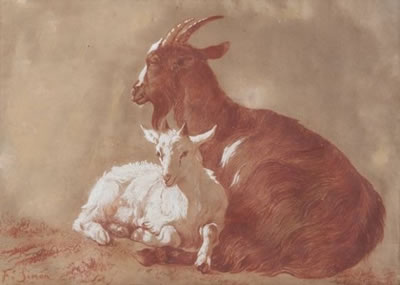 Chèvre et son chevreau.