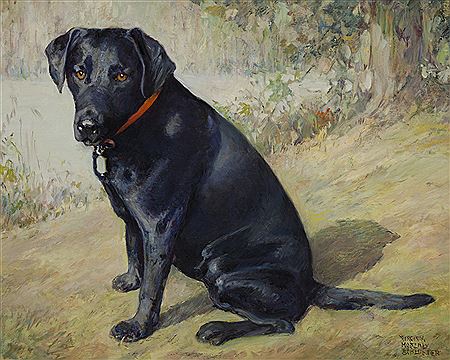 Night the dog