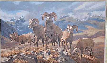 Five Big Horn Sheep