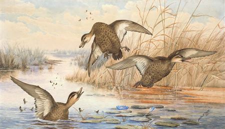 (Ducks)