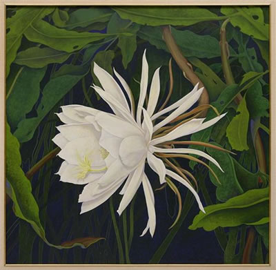 Cereus II (Reina de la noche)