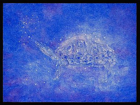 Chelonia mydas
