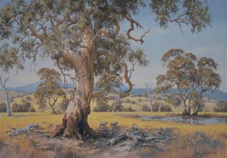 Australian Redgum Near Myrtleford, Victoria 1988